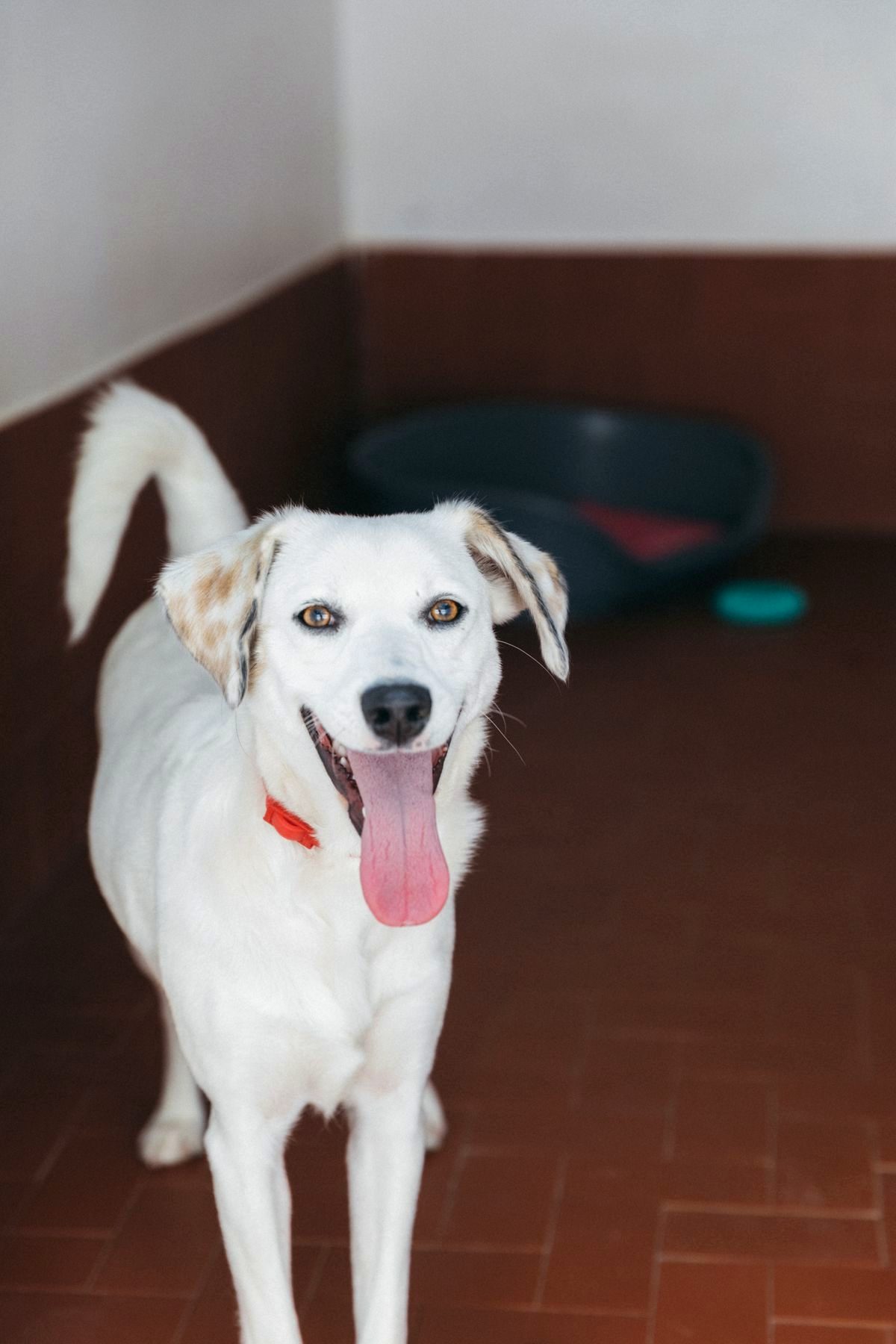 Box interno riscaldato per cani, pulito e luminoso