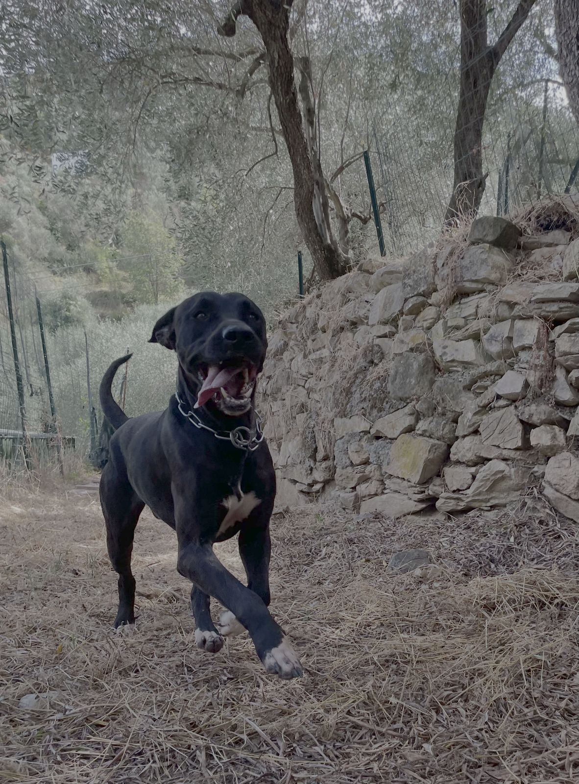 Cane che corre libero nelle aree di sgambamento tra gli ulivi