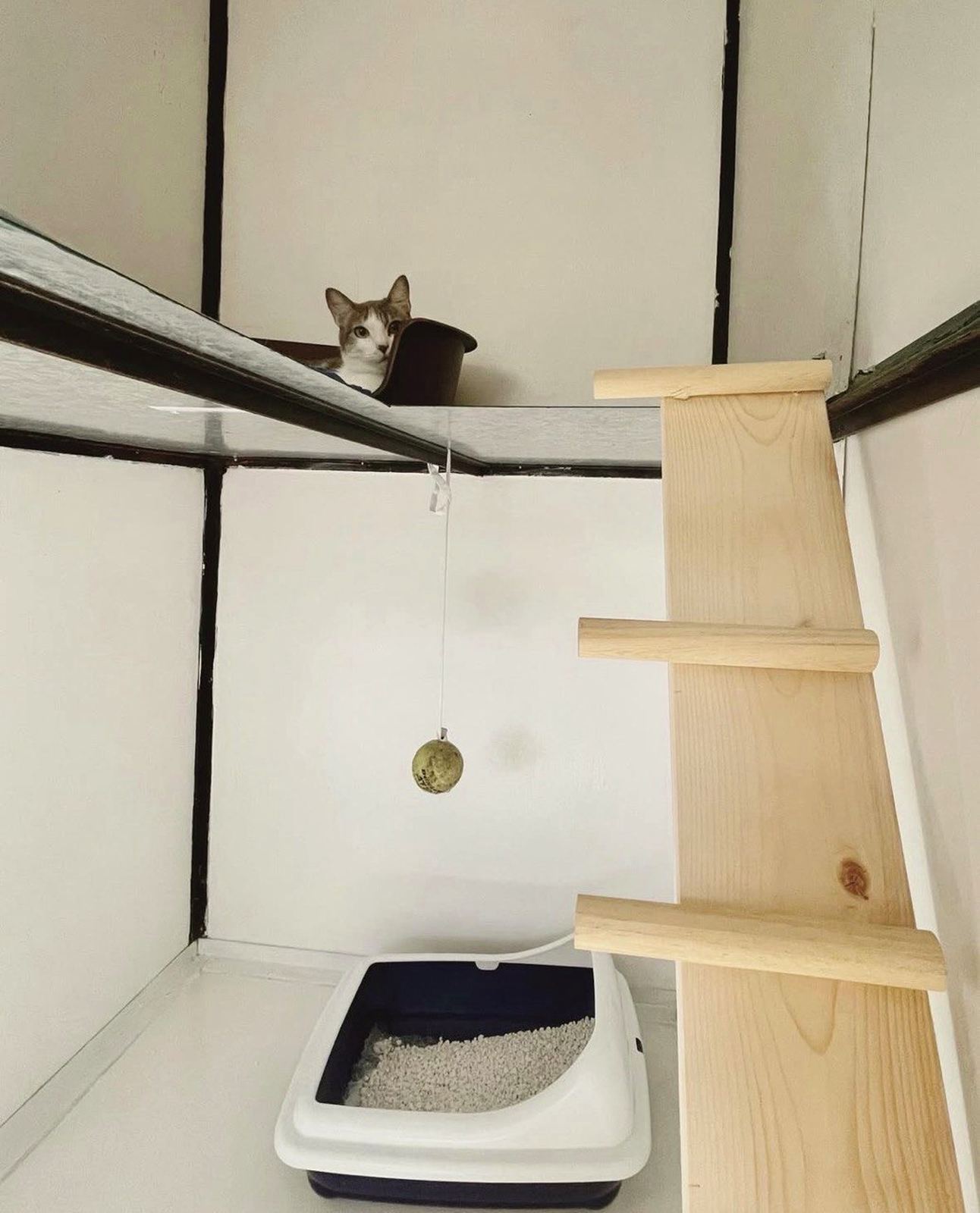 Gatto ospite che osserva dall'alto della zona gioco con tiragraffi su misura